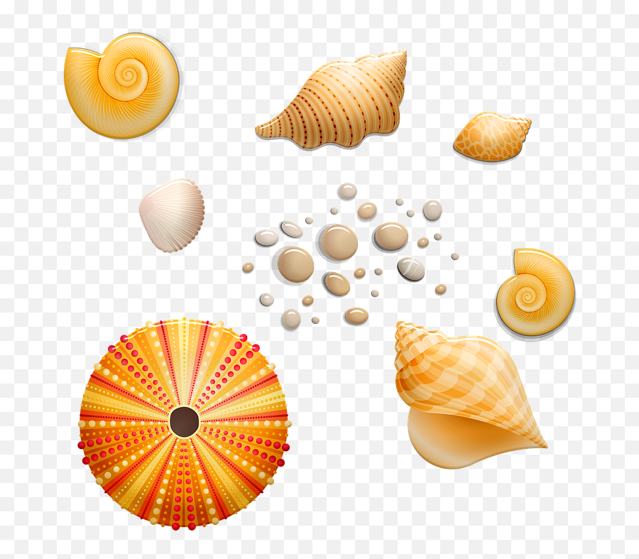 Seashells Shell Beach - Clip Art Emoji,Conch Shell Emoji