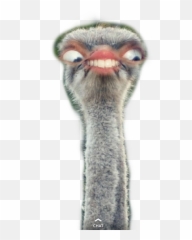 Bird Ostrich - Ostrich Emoji,Ostrich Emoji