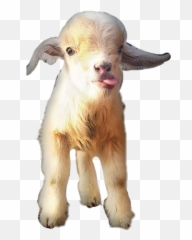 Popular And Trending Goats Stickers On Picsart - Goat Emoji,Goat Emoticon