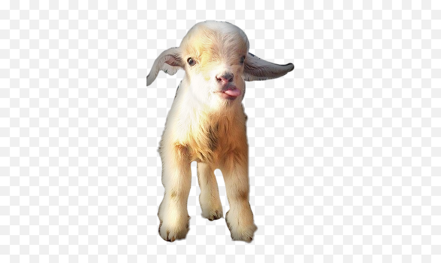 Popular And Trending Goats Stickers On Picsart - Goat Emoji,Goat Emoticon