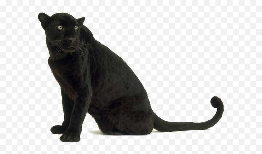 Black Leopard Images - Black Panther Animal Png Emoji,Leopard Emoji