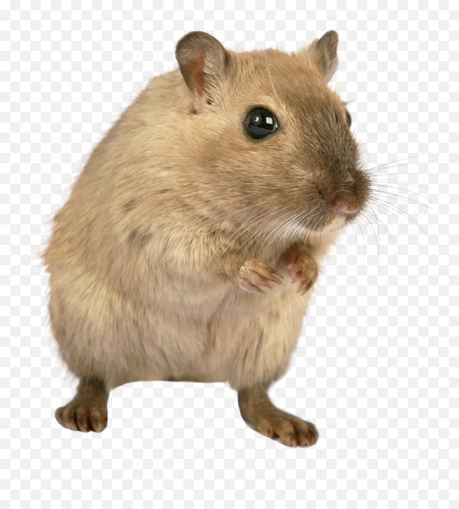 Collection Of Free Rat Transparent Hamster - Mouse Rat Png Emoji,Rat Emoji