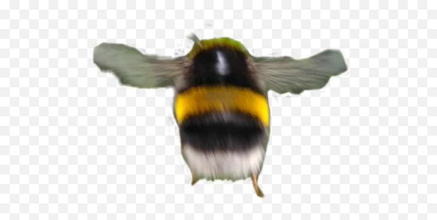 Bumblebee - Chickadee Emoji,Bumblebee Emoji
