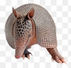 Free Png Images Free Vectors Graphics - Armadillo Png Emoji,Armadillo Emoji