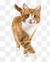 Happy Cat Png Picture - Cat Gps Tracker Emoji,Dancing Cat Emoji