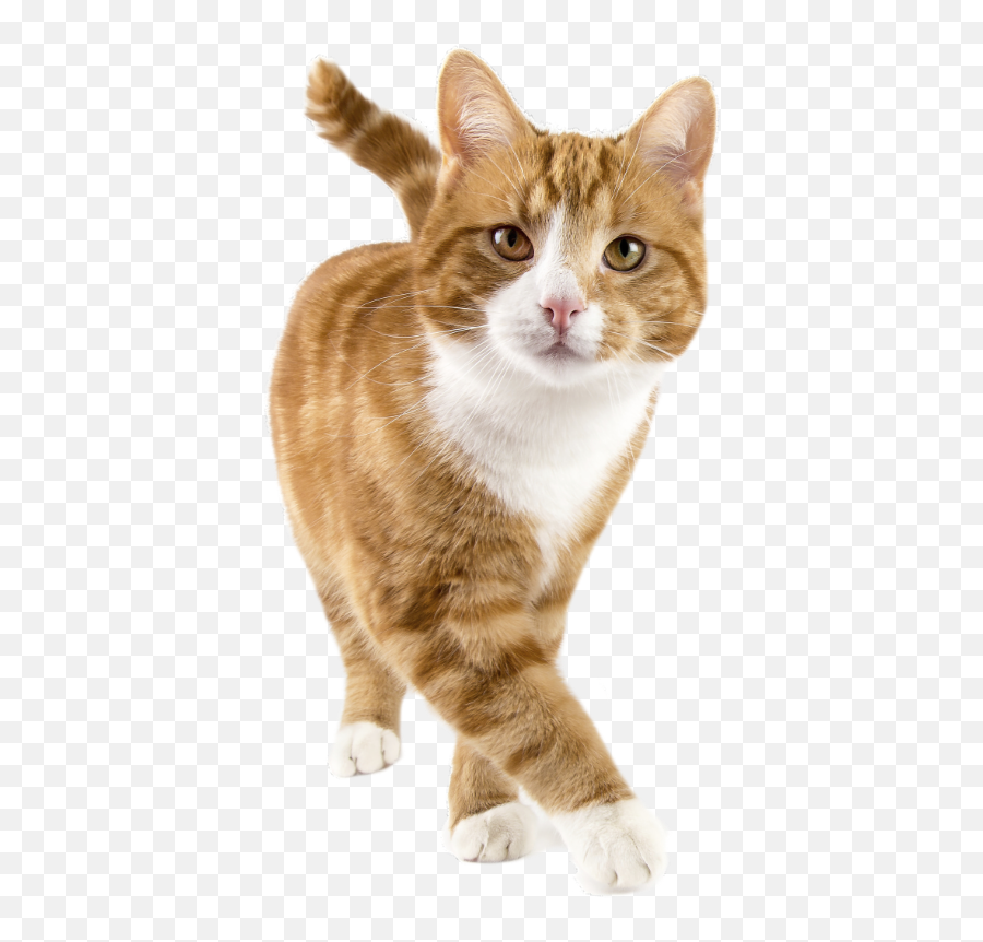 Happy Cat Png Picture - Cat Gps Tracker Emoji,Dancing Cat Emoji