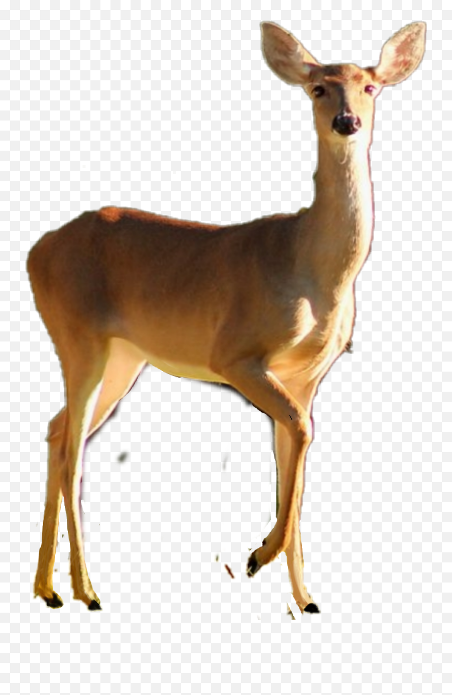Deer Doe - Roe Deer Emoji,Whitetail Deer Emoji