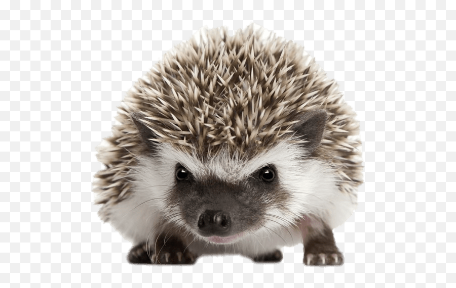 Hedgehog Clipart Transparent Background - Transparent Background Hedgehog Png Emoji,Hedgehog Emoji