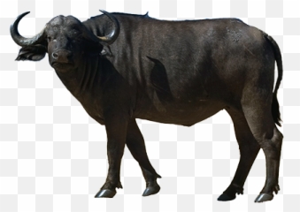 Water Buffalo Png Free Water Buffalo - Buffalo Png Emoji,Buffalo Emoji