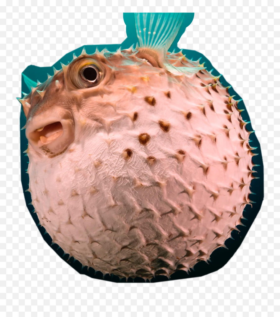 The Newest Pufferfish Stickers On Picsart Emoji,Pufferfish Emoji