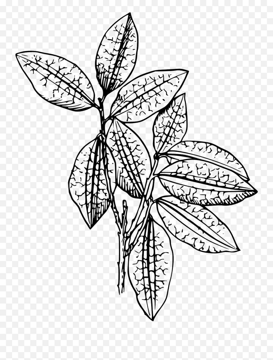Cocoa Plant Leaf Branch Free Vector - Black And White Plant Emoji,Chocolate Pudding Emoji