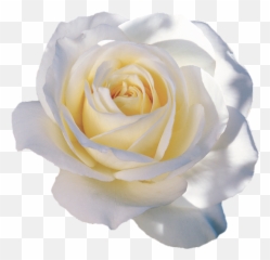 Flower White Rose - Floribunda Emoji,White Rose Emoji