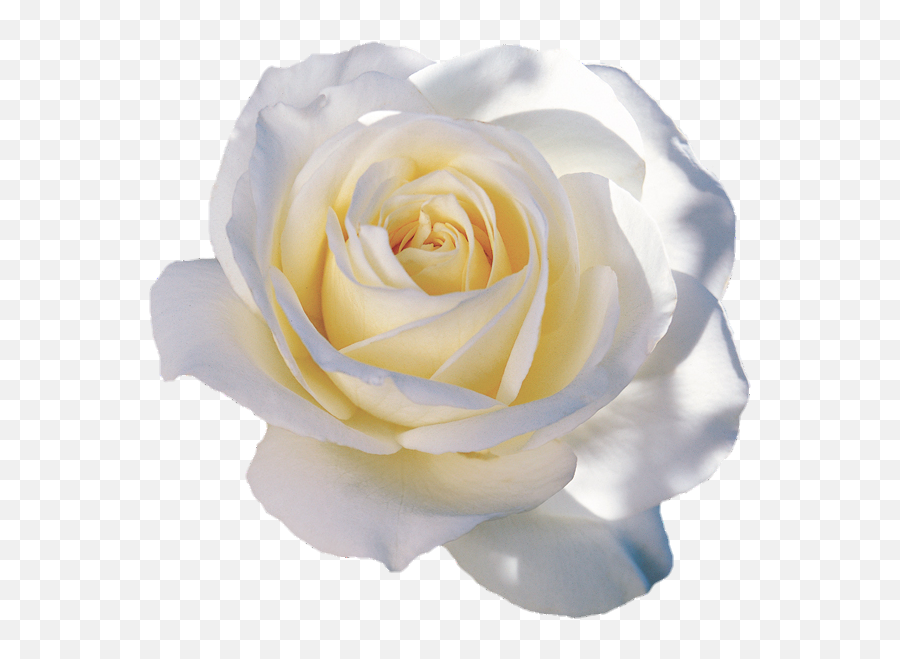 Flower White Rose - Floribunda Emoji,White Rose Emoji