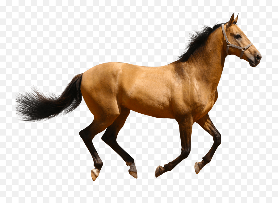 Mustang Horse Transparent Png Clipart - Horse Png Emoji,Horse And Muscle Emoji
