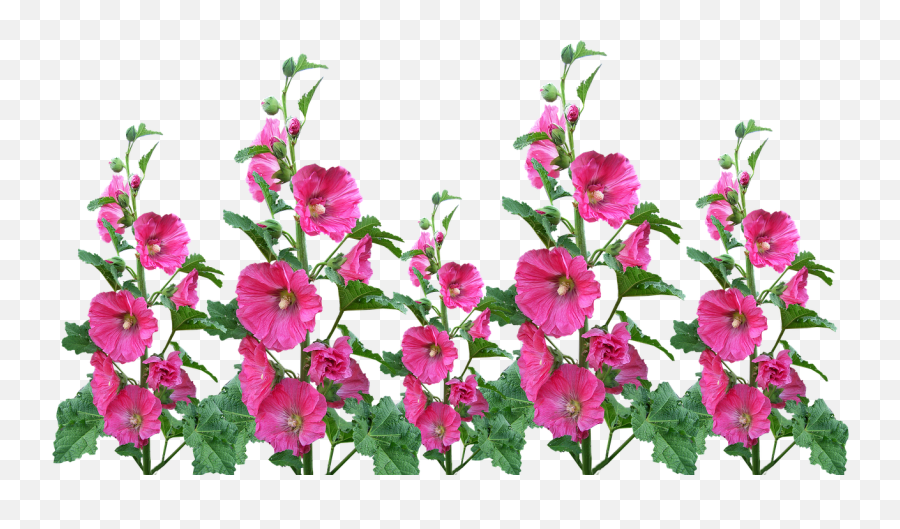 Hollyhocks Flowers Garden Blooming Cut - Hollyhock Flower Png Emoji,Hawaiian Flower Emoji