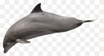 Free Pinball Dolphin Images - Delphin Png Emoji,Hippie Emoticon