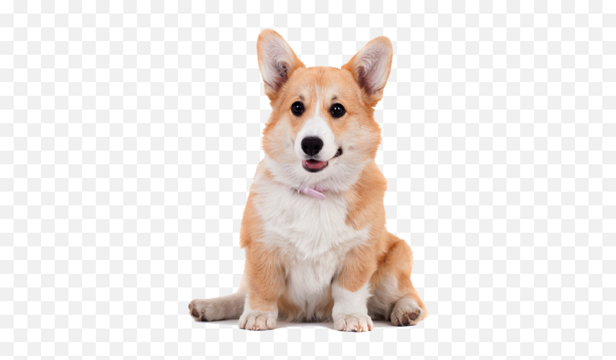 Puppy Png And Vectors For Free Download - Pembroke Welsh Corgis Png Emoji,Corgi Emoji