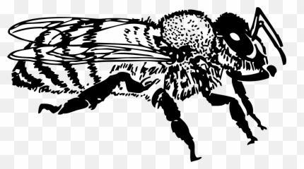 Bumblebee Realistic Transparent u0026 PNG Clipart Free Download - Black And White Honeybee Art Emoji