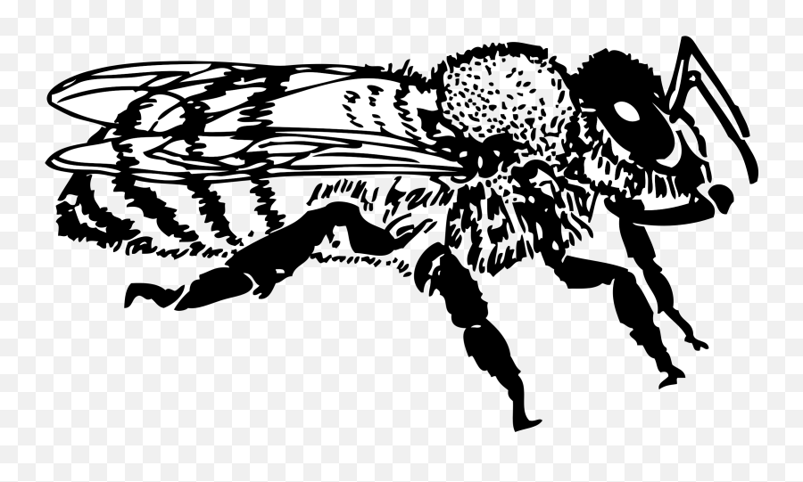 Bumblebee Realistic Transparent U0026 Png Clipart Free Download - Black And White Honeybee Clip Art Emoji,Bumblebee Emoji