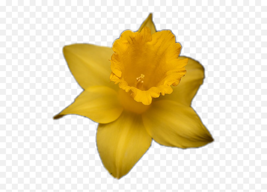 Yellow Daffodil Pretty Remixthis - Narcissus Emoji,Daffodil Emoji