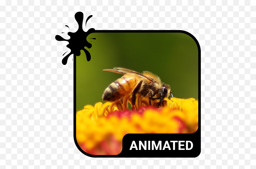 Working Bees Animated Keyboard U2013 Alkalmazások A Google Playen - Keyboard Lion Emoji,Hawaiian Shaka Emoji