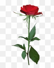 White Rose Flower Clip Art - Flowers Of Love White Emoji,White Rose Emoji
