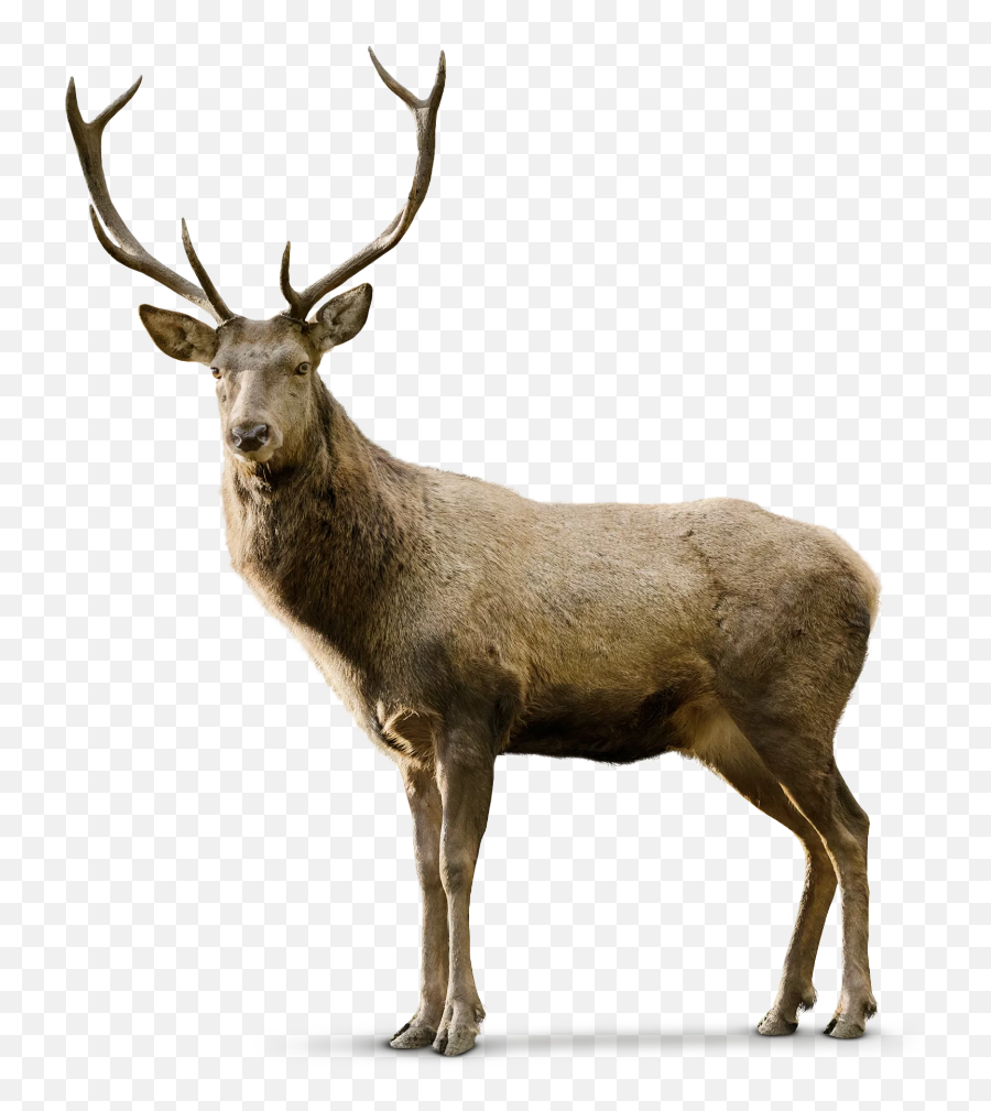 Deer - Deer With White Background Emoji,Whitetail Deer Emoji