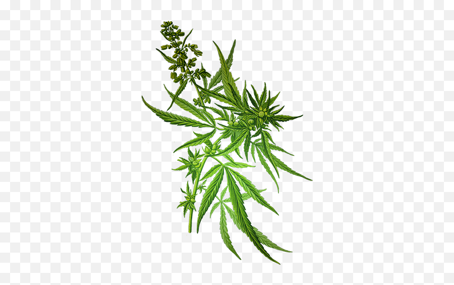 Medical Marijuana Job Recruitment Hempstaff Dispensary - Cannabis Sativa Emoji,Marijuana Leaf Emoji