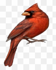Mq Red Bird Birds - Comment Dessiner Un Oiseau Rouge Étape Par Étape Emoji,Red Bird Emoji
