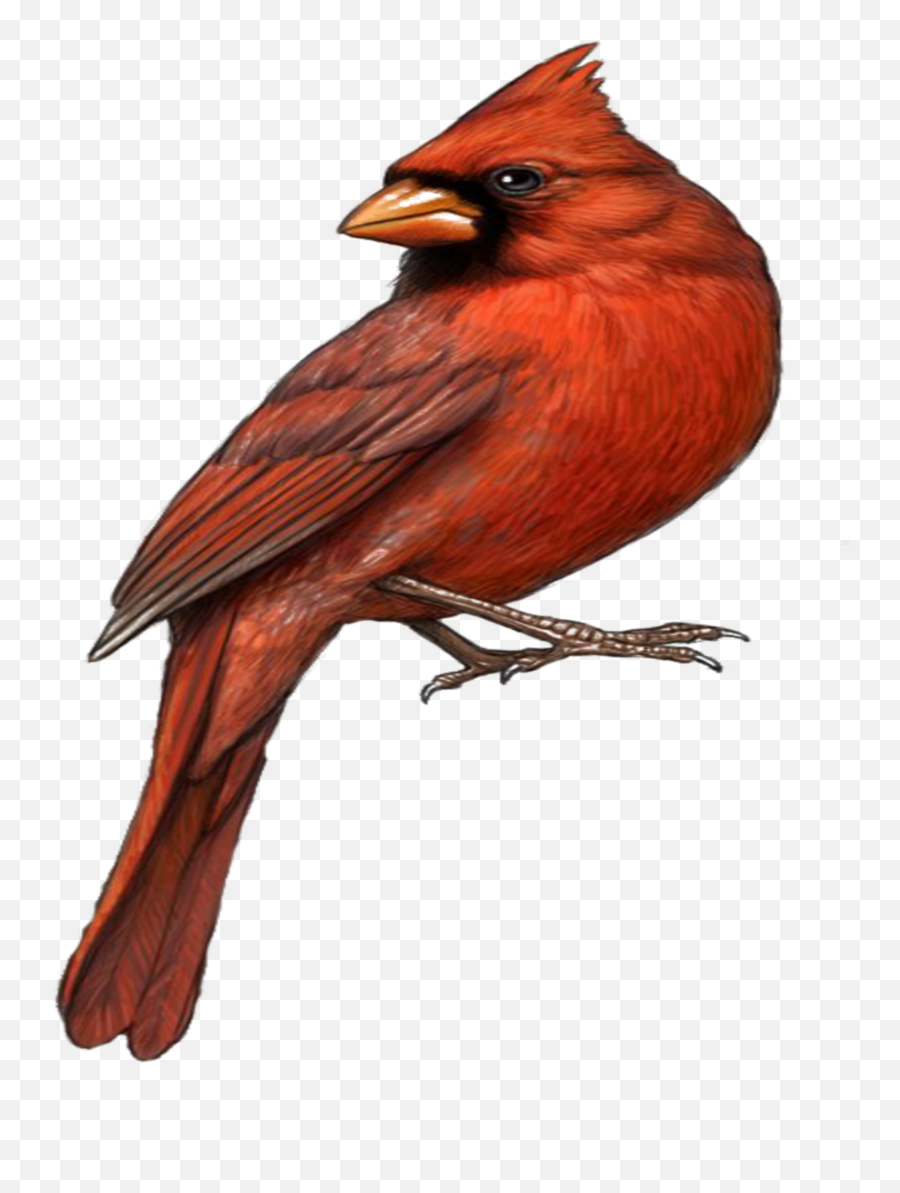 Mq Red Bird Birds - Comment Dessiner Un Oiseau Rouge Étape Par Étape Emoji,Red Bird Emoji