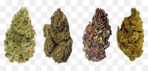 Banana Hammock Strain Hammock Ideas For You - Different Types Of Strains Emoji,Hammock Emoji