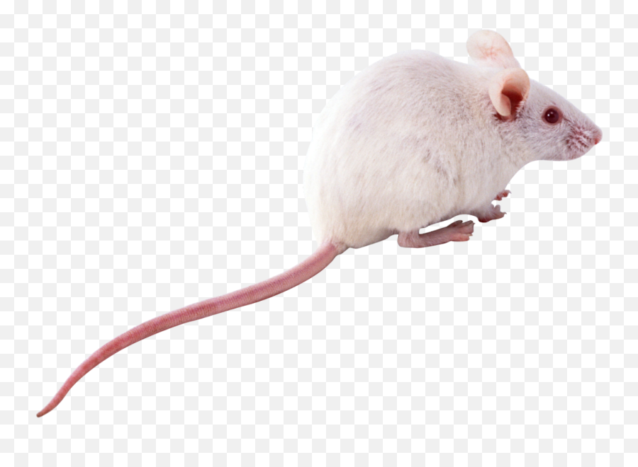 Rat Mouse - Png Emoji,Rat Emoji