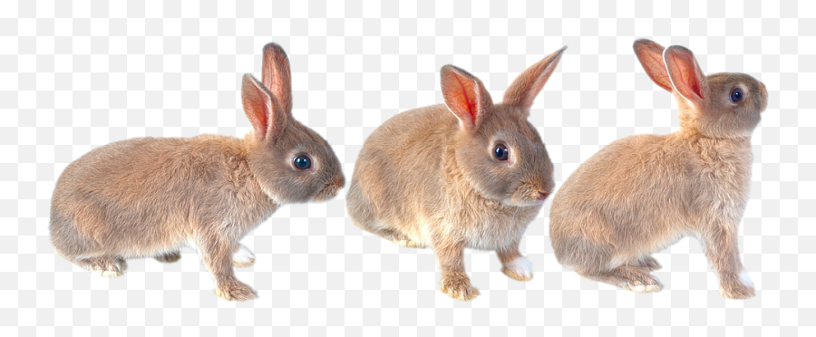 Hare Rabbit Ears - Easter Bunny Emoji,Bunny Ears Emoji