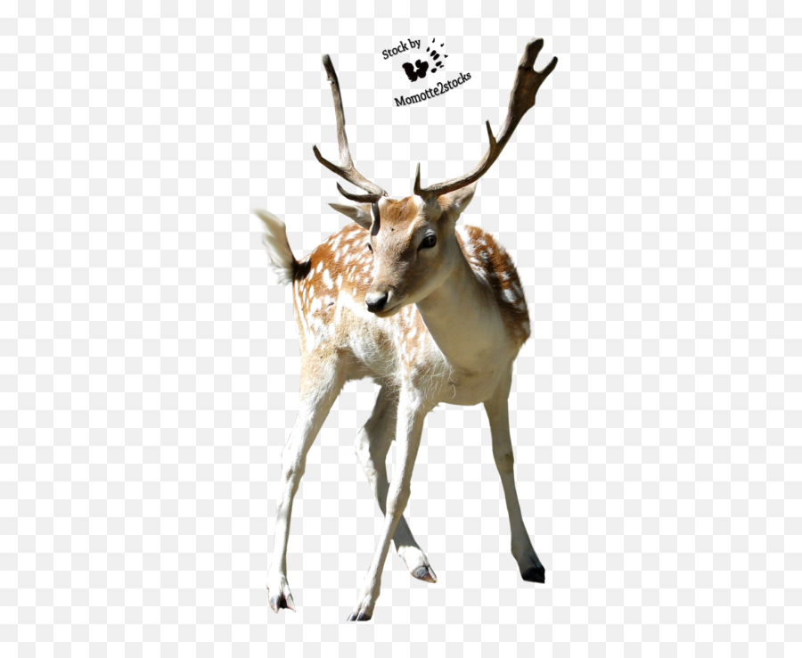 Deer Png And Vectors For Free Download - Deers Png Emoji,Whitetail Deer Emoji