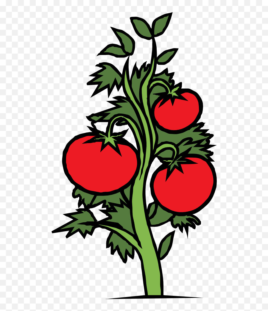 Coloring Clipart Tomato Coloring Tomato Transparent Free - Tomato Plant Clip Art Emoji,Tomato Emoji