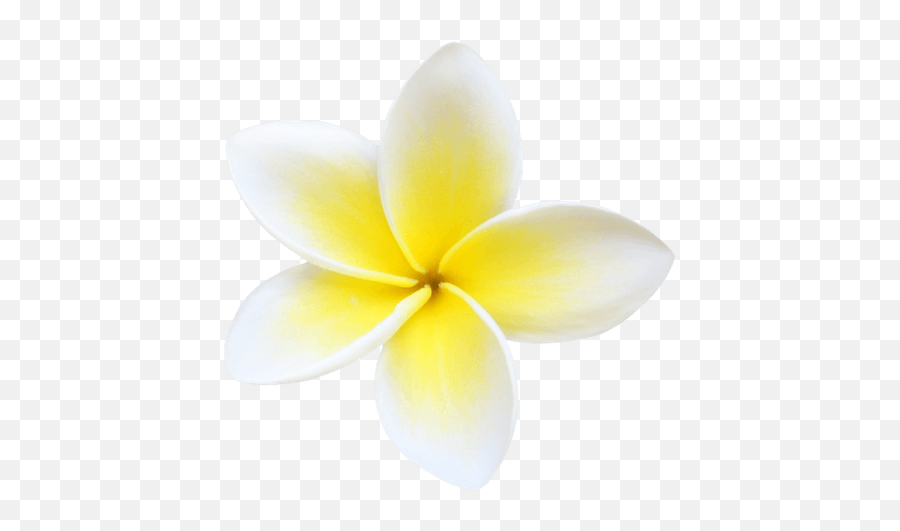 Nnn Outfit Shoplook - Frangipani Flower Png Blank Emoji,Potted Plant Emoji