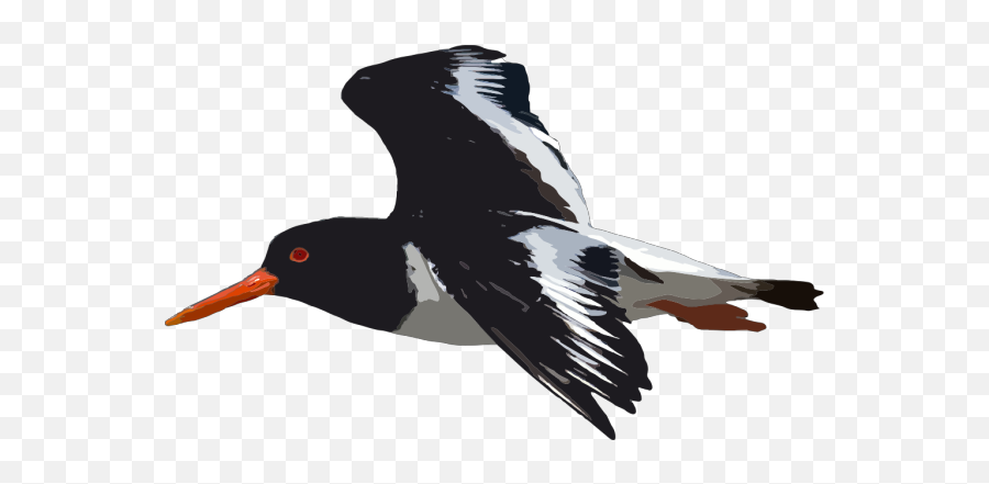 Black Bird Flying Png Svg Clip Art For - Cartoon Flying Oystercatcher Emoji,Black Bird Emoji