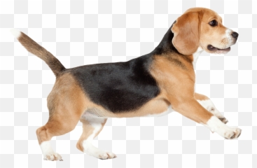 Beagle Dog - Walking Transparent Background Emoji