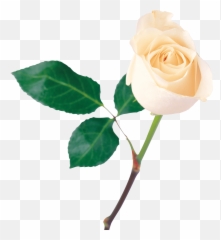 Png Image Flower White Rose Png Picture - White Rose Image Png Emoji,White Rose Emoji