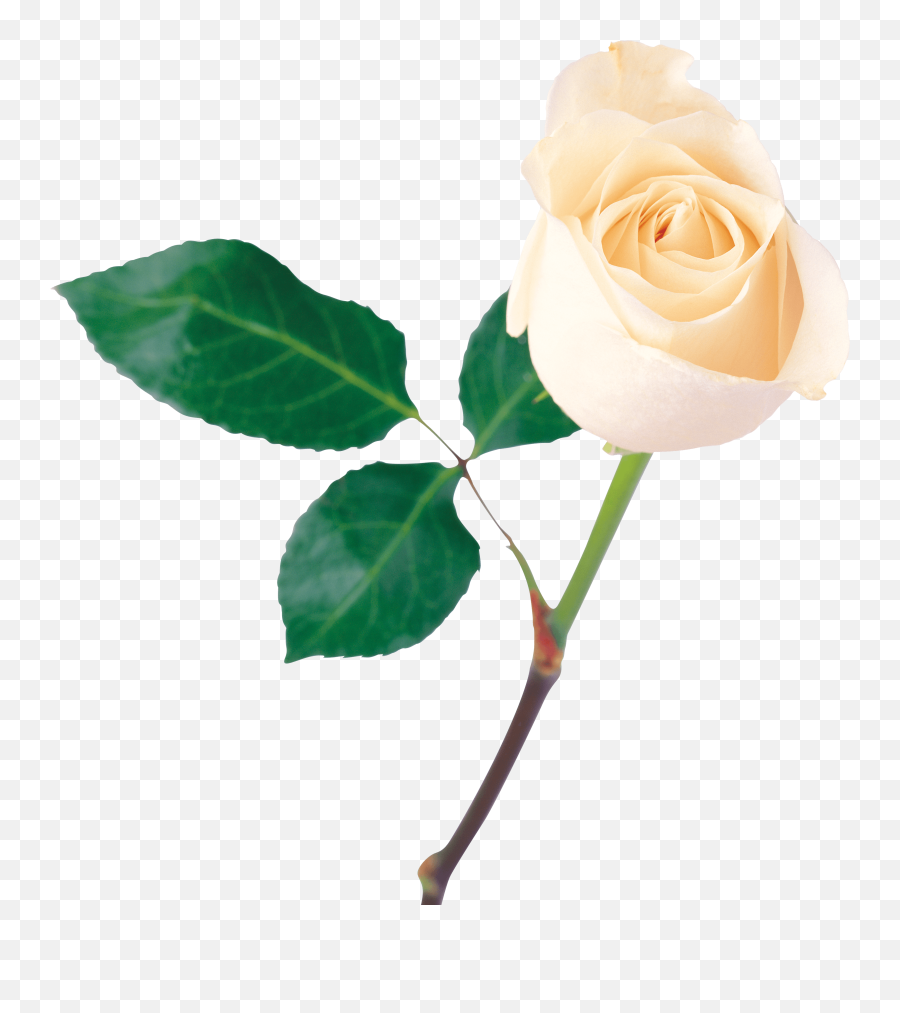 Png Image Flower White Rose Png Picture - White Rose Image Png Emoji,White Rose Emoji