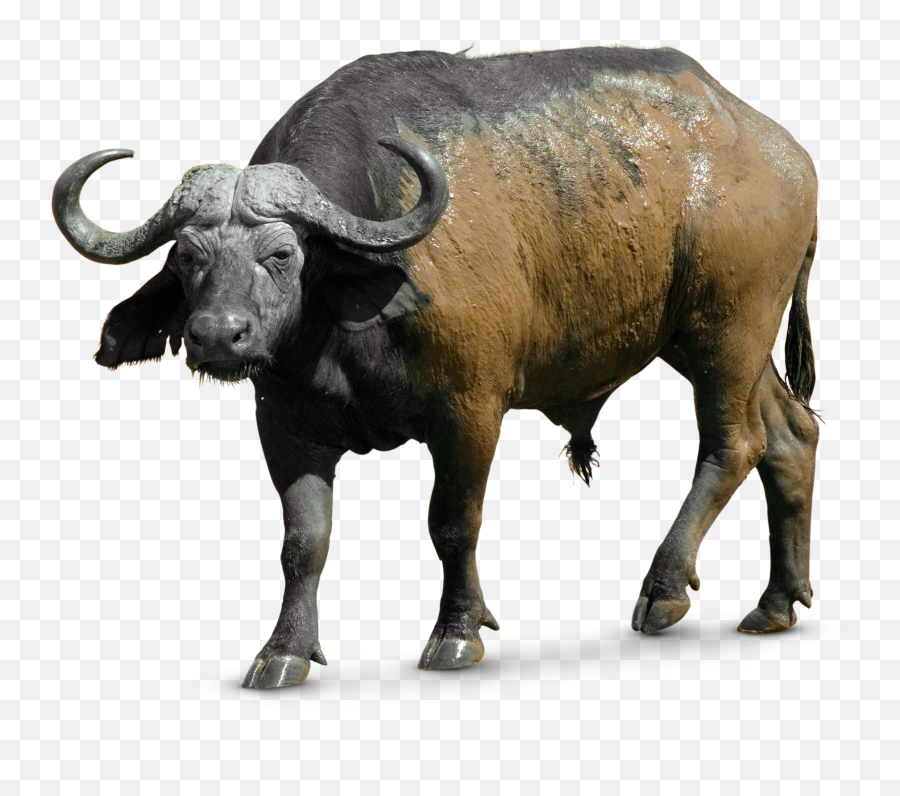 Buffalo Sticker - African Buffalo White Background Emoji,Buffalo Emoji