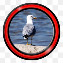 Seagull Live Wallpapers 1 - Western Gull Emoji,Seagull Emoji