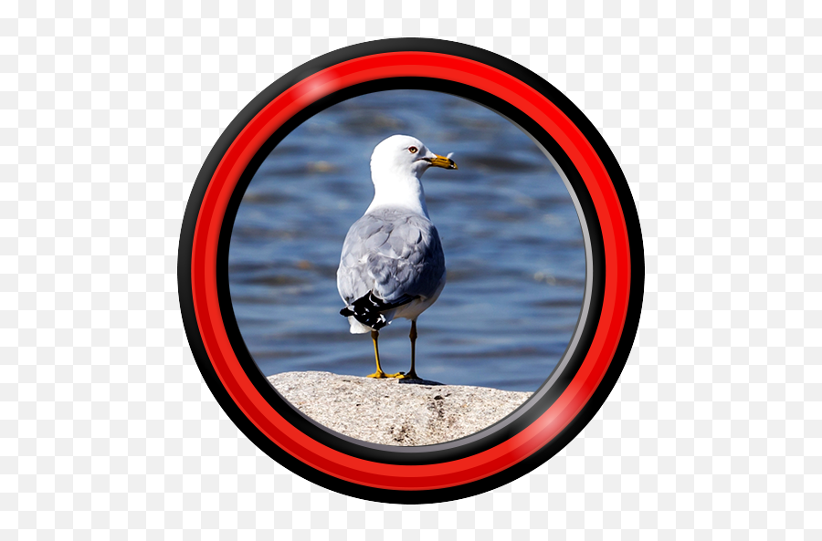 Seagull Live Wallpapers 1 - Western Gull Emoji,Seagull Emoji