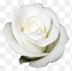 White Rose Png Transparent Images Free - White Roses Transparent Background Emoji,White Rose Emoji