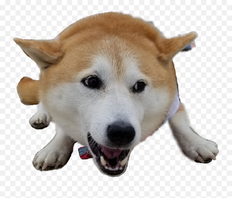 Shibainu Shiba - Companion Dog Emoji,Shiba Inu Emoji