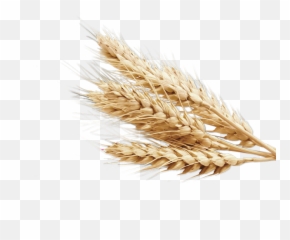 Plant Crops Produce Wheat Grain Interesting Art Agricul - Transparent Background Wheat Png Emoji,Wheat Emoji