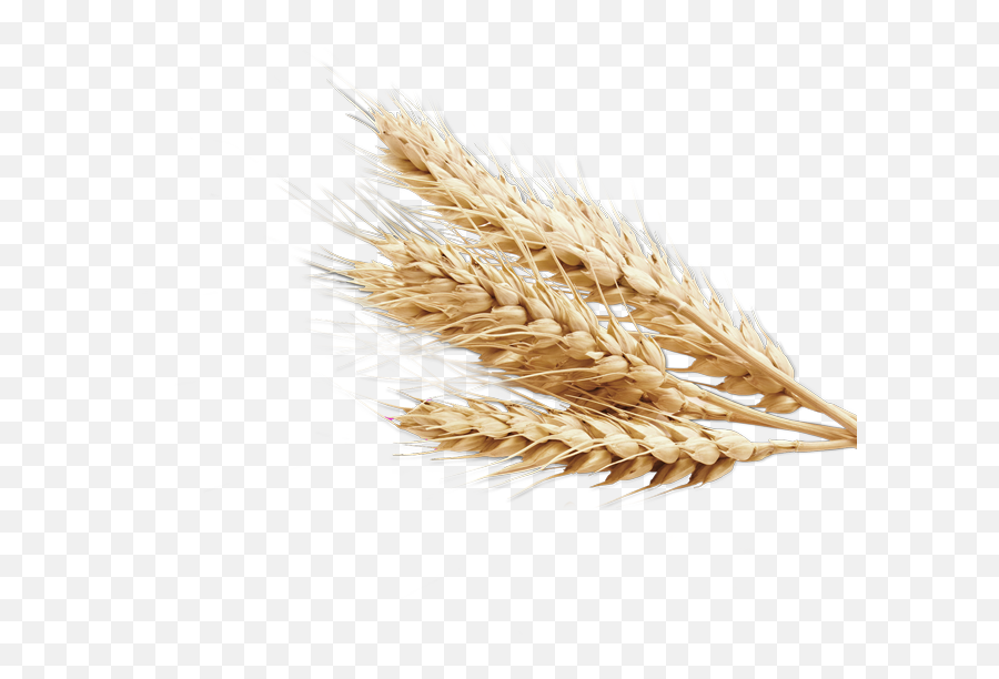 Plant Crops Produce Wheat Grain Interesting Art Agricul - Transparent Background Wheat Png Emoji,Wheat Emoji