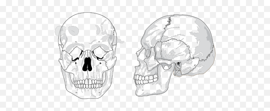 Skull Png Images Icon Cliparts - Download Clip Art Png Human Skull Diagram Emoji,Skull Emoji Text