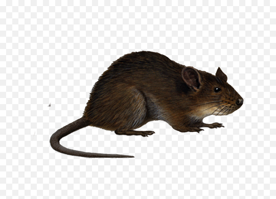 Rat Png Animal Mouse Mice White Rat Dead Rat Clipart - Animated Transparent Rat Png Emoji,Rat Emoji