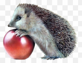 And Trending Porcupine Stickers - Sün Png Emoji,Porcupine Emoji